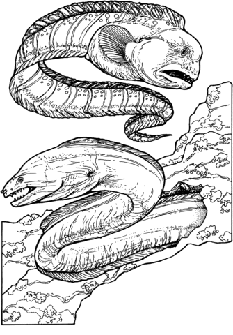 Wolf Eel And Green Moray Eel Coloring Page